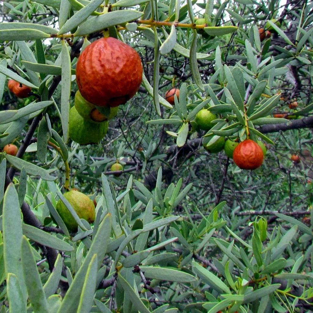 Sandalwood tallow balm