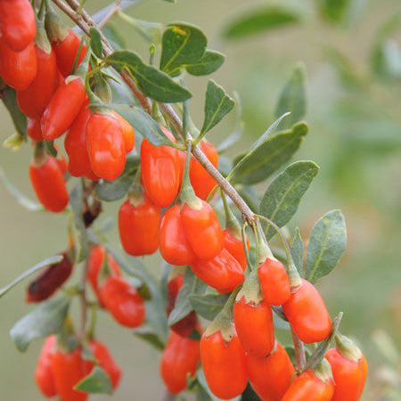 goji berry