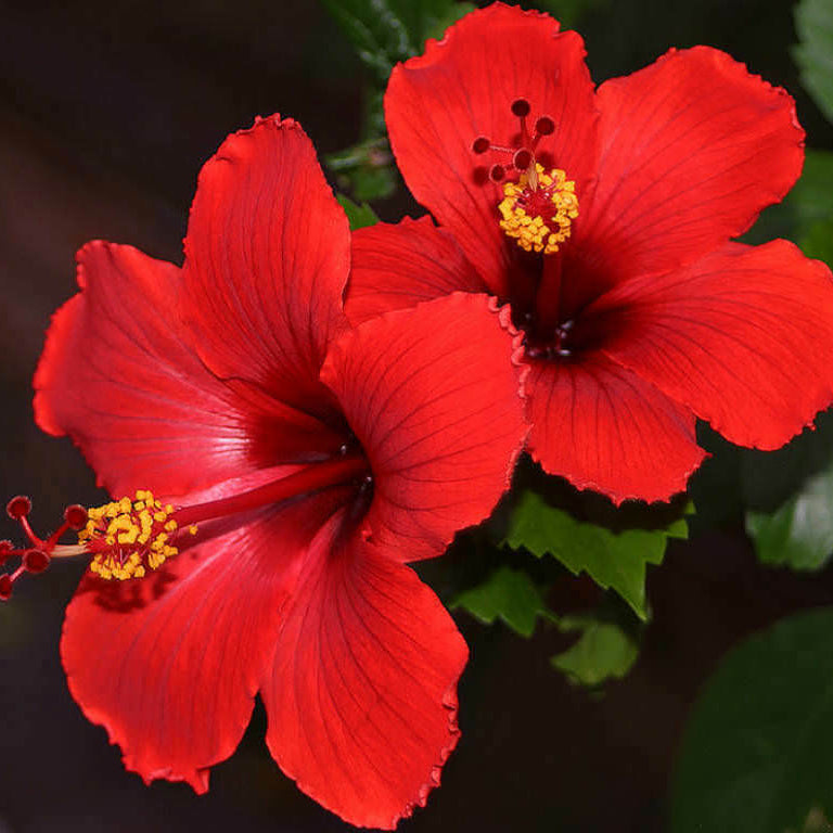 hibiscus