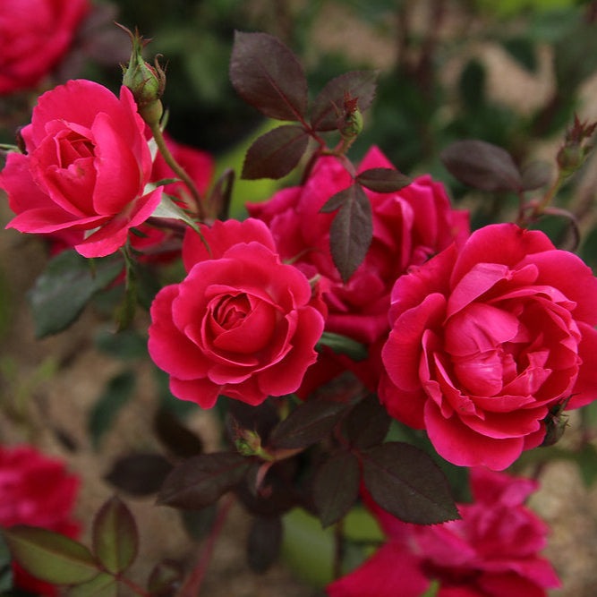 rose tallow balm gaia uncovered