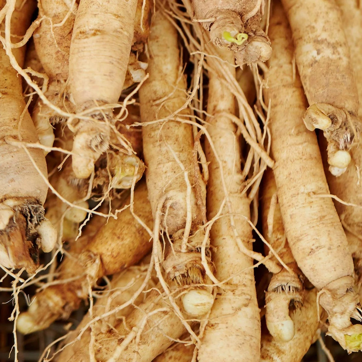 siberian ginseng