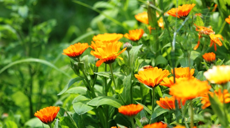 tallow balm calendula