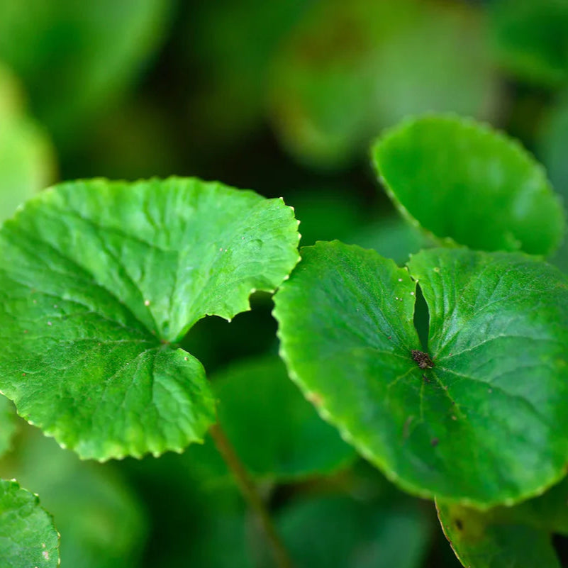 gotu kola gaia uncovered