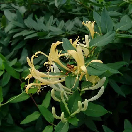 honeysuckle